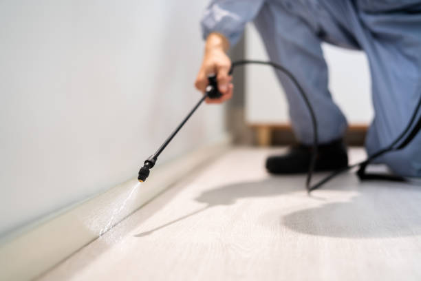 Licensed Wasp Removal service in Holly Springs, GA - Show Me Pest Control